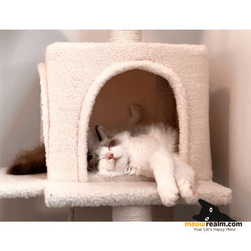 cat houses