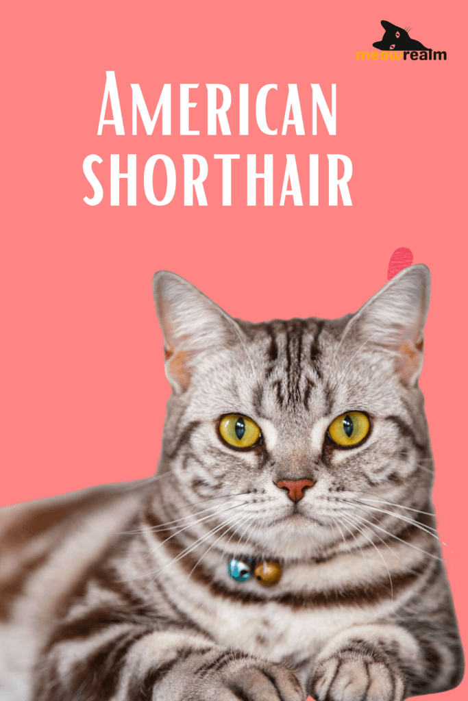 American Shorthair