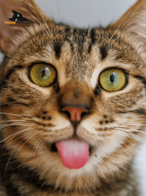 Green eyed cats