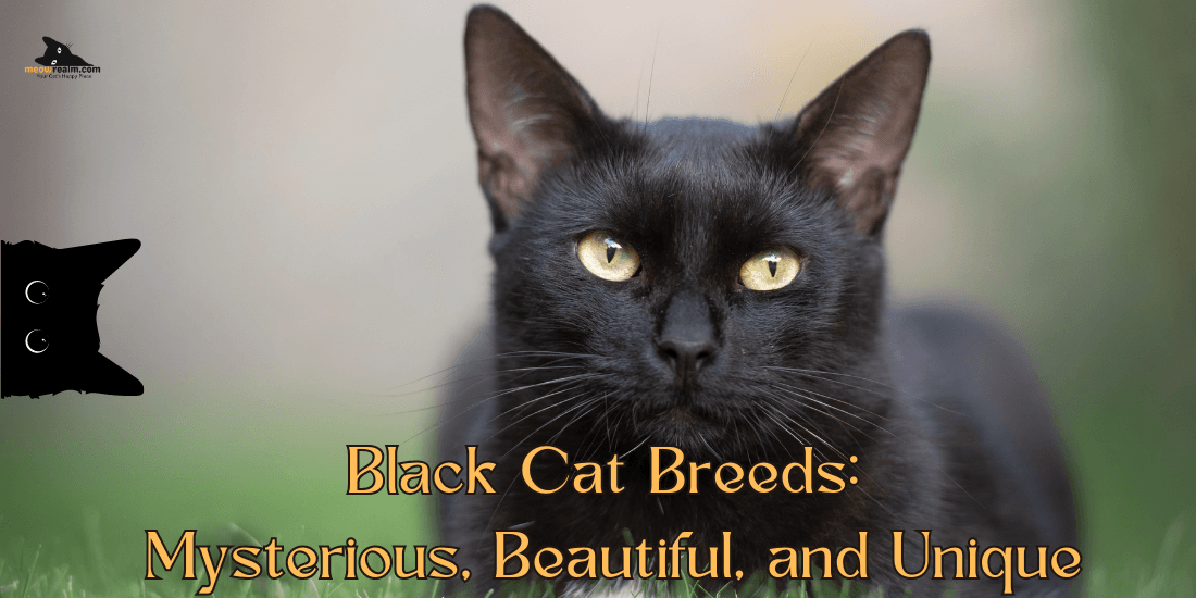 black cat breeds