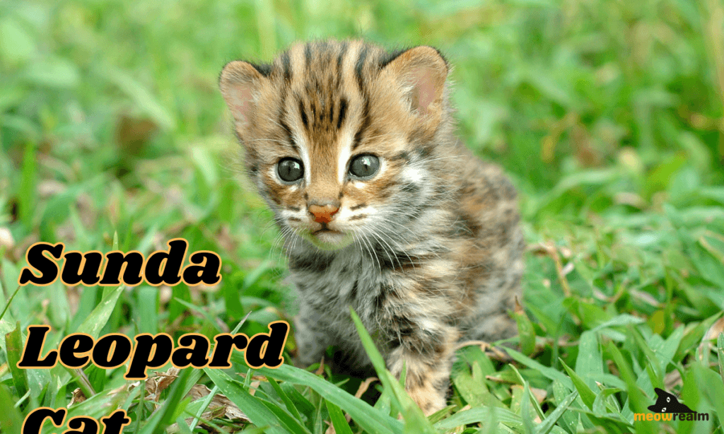 Sunda Leopard Cat