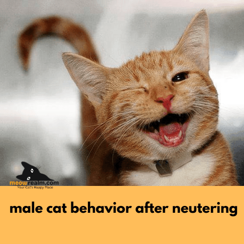 male cat behavior after neutering