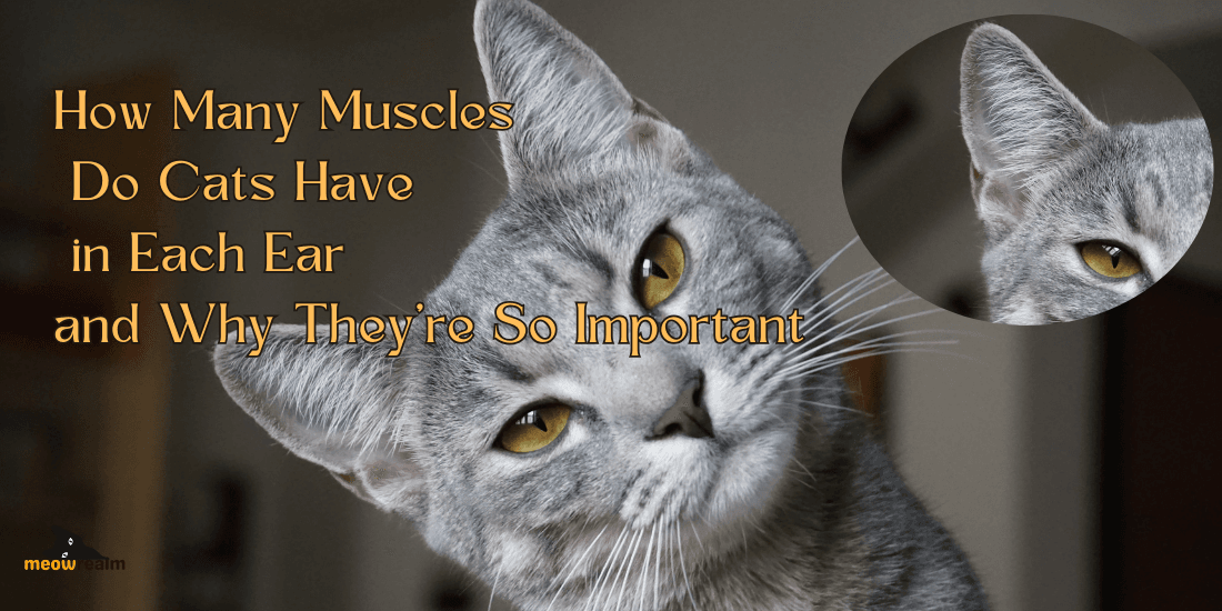 Muscles Do Cats