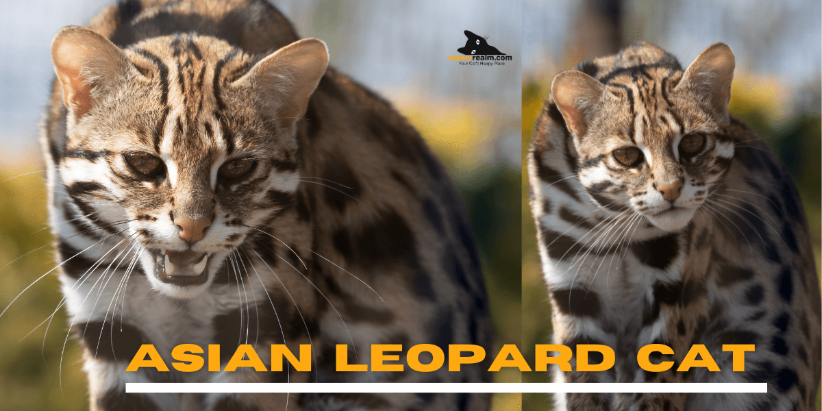 Asian Leopard Cat