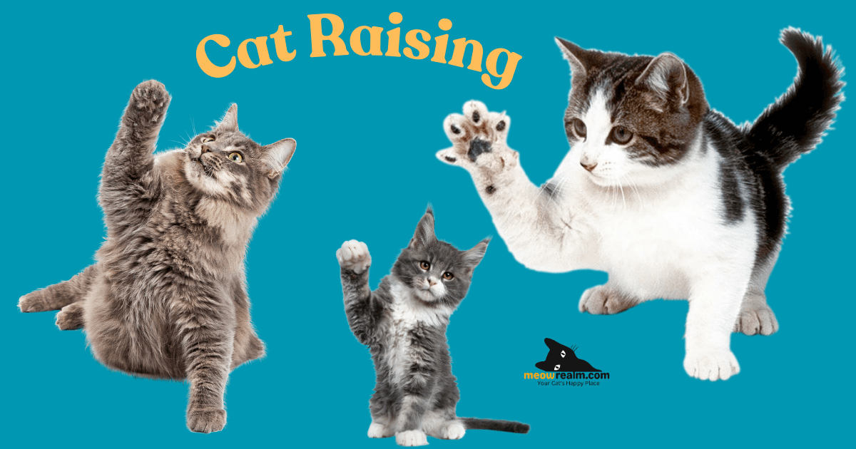Cat Raising