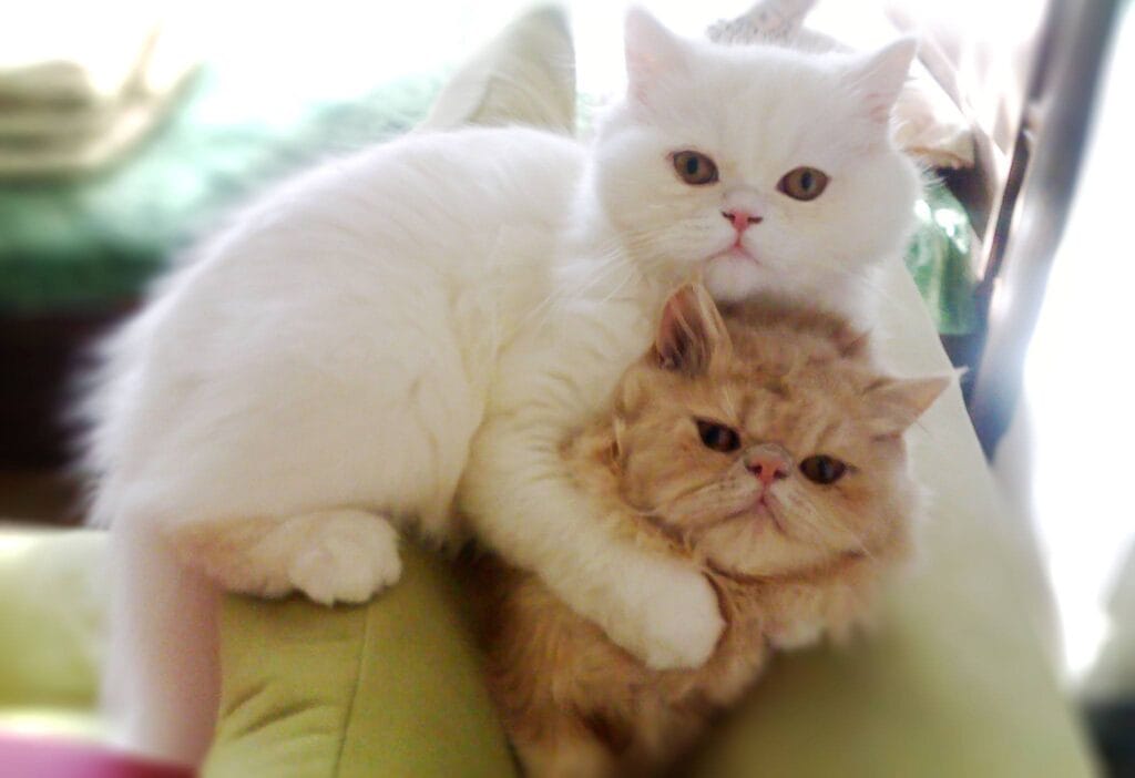 Cute Cats