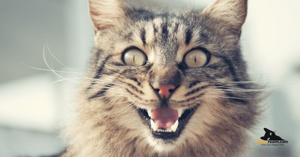 singapore cat breeder