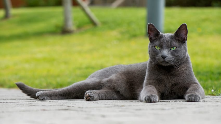 how much is a russian blue cat