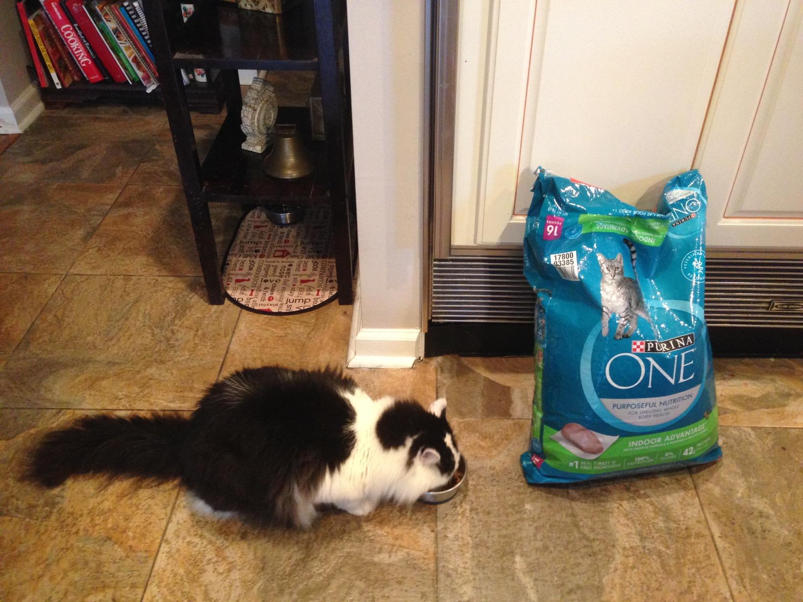 best cat food in australia