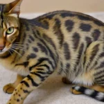 Toyger Cat Breeders in Australia