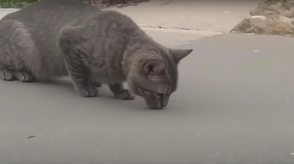 My Cat Throwing Up