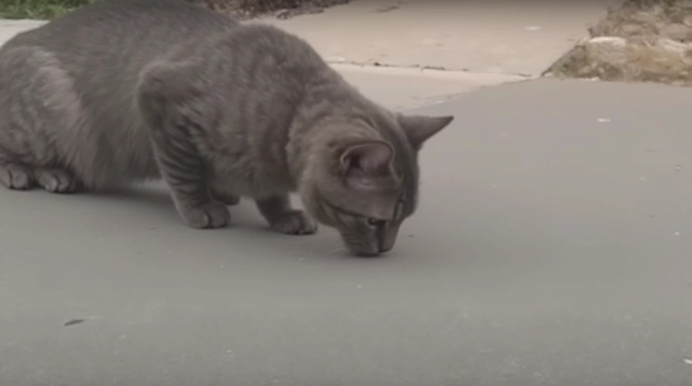 why do cats throw up their food