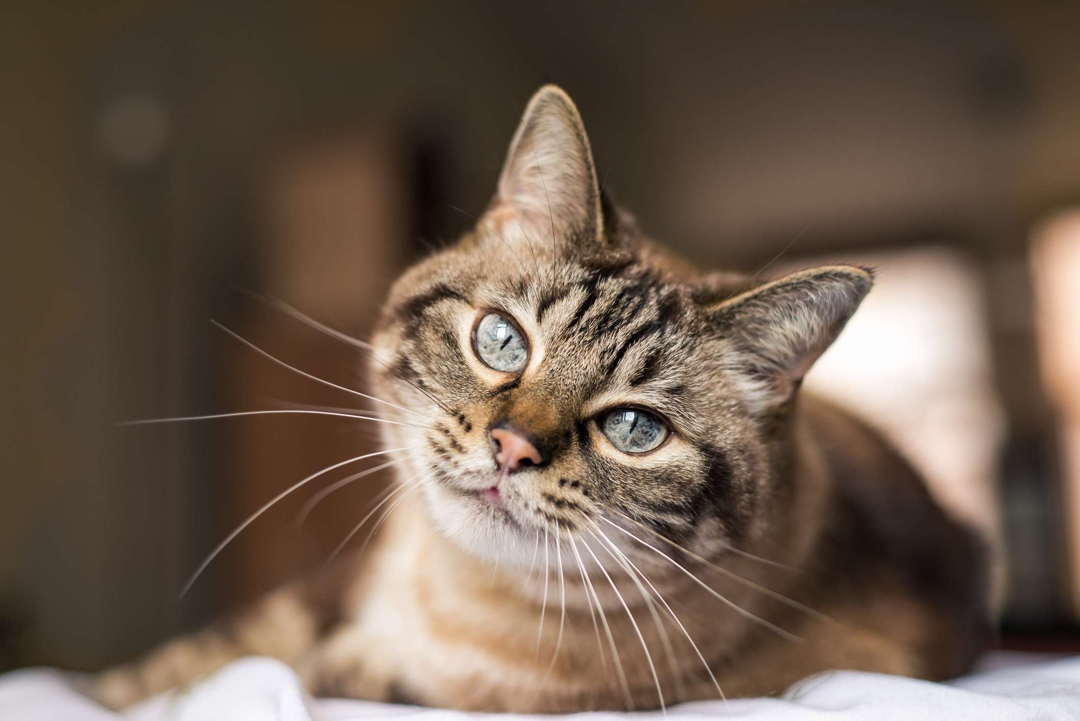 What’s Really Going On Inside Your Cat’s Head?