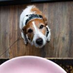 Can My Dog Eat Mayonnaise—And What Will Happen?
