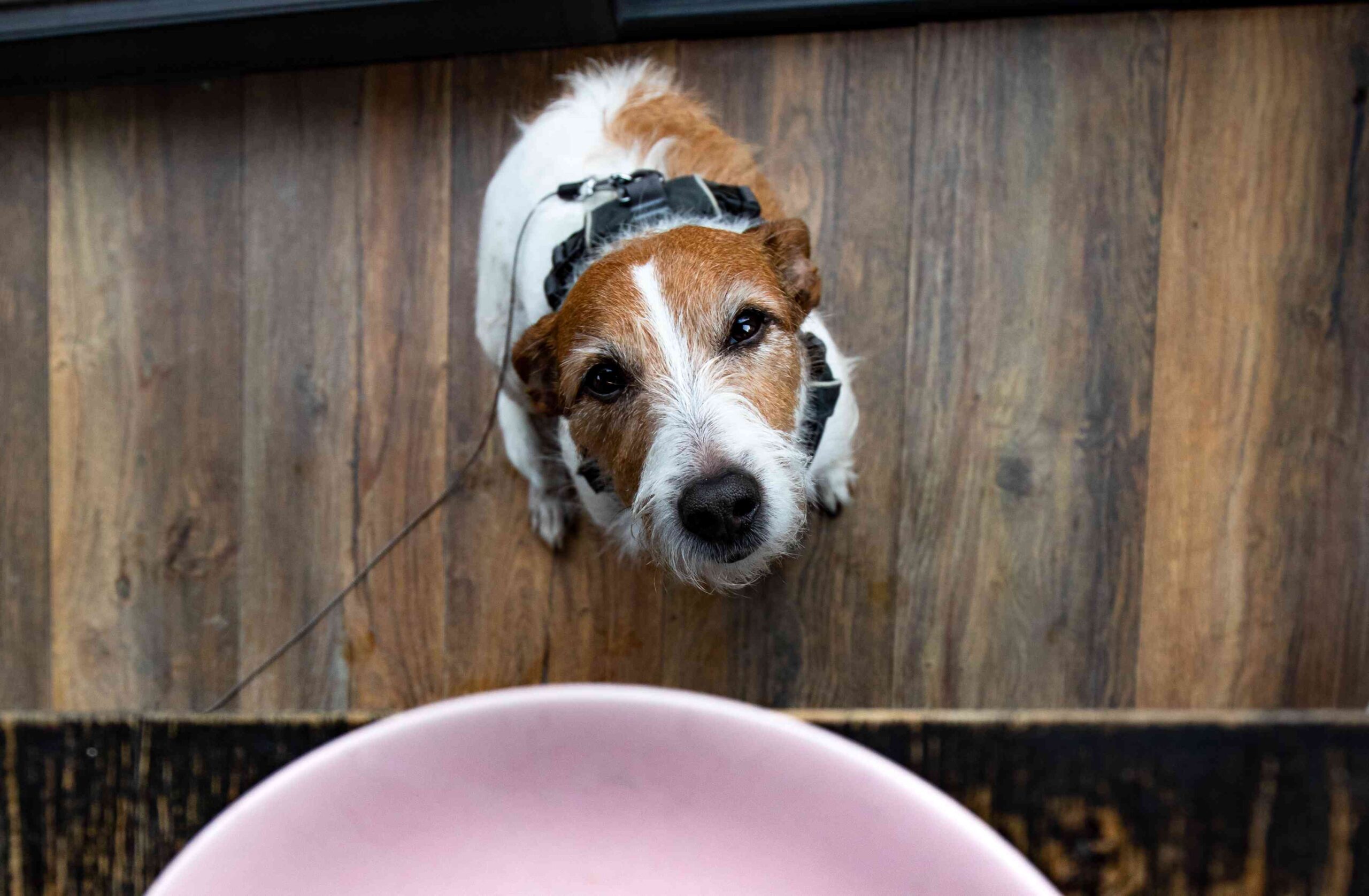 Can My Dog Eat Mayonnaise—And What Will Happen?