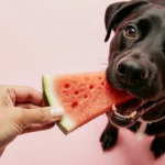 How to Make Watermelon Summer Dog Treats