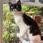 They Welcome Cat in When She Needs It Most, Soon After She Has 5 Precious Lives by Her Side
