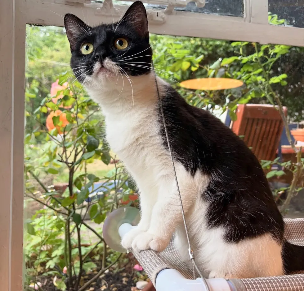 They Welcome Cat in When She Needs It Most, Soon After She Has 5 Precious Lives by Her Side