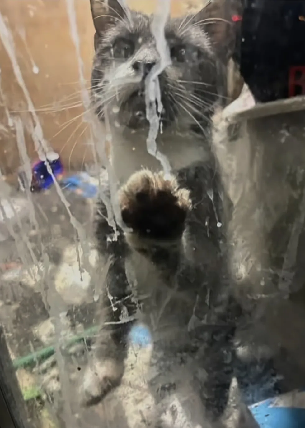 Cat Left in Closed Dry Cleaner Alone for Months Made an Incredible Comeback
