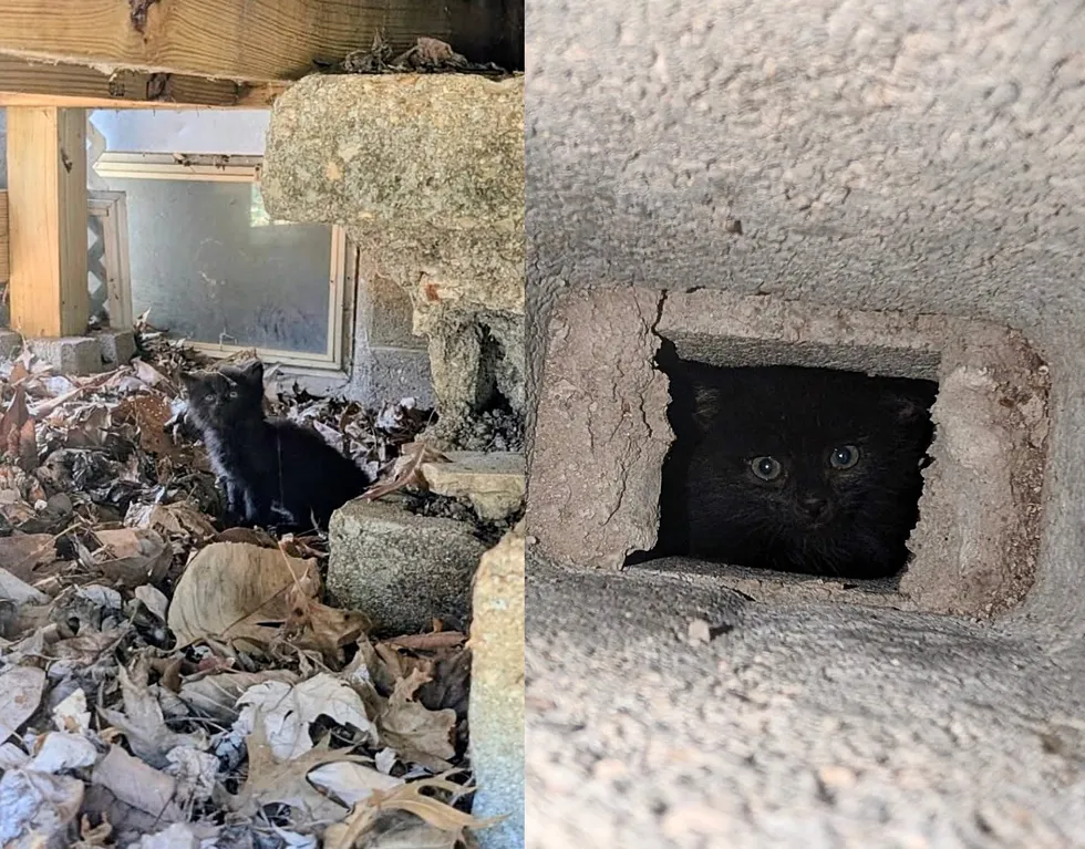 Kittens Go from Hiding Under House to Having Father-like Cat Who Shows Them the Way
