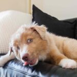 Why Your Dog Can’t Stop Licking the Couch (and What It Means)