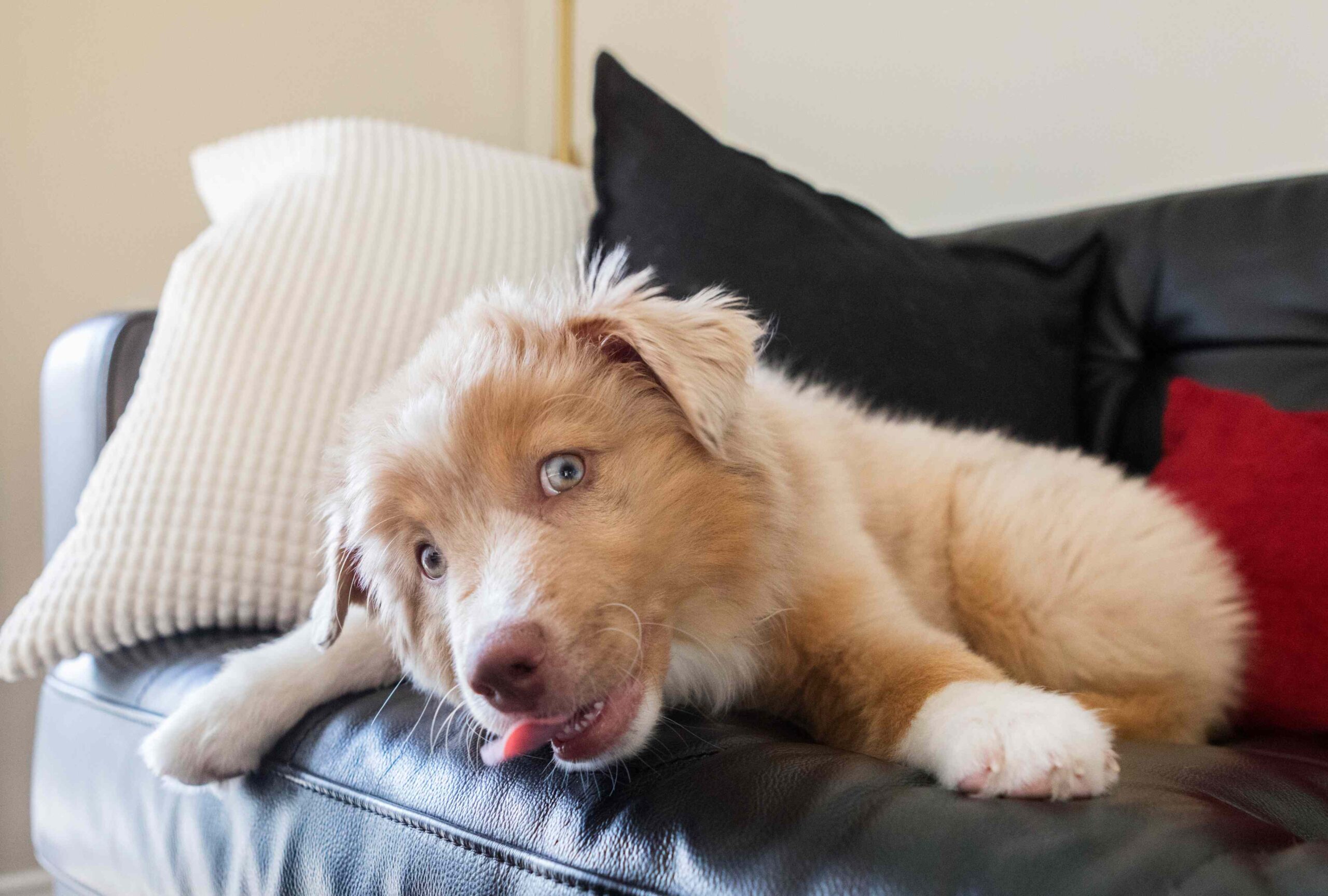 Why Your Dog Can’t Stop Licking the Couch (and What It Means)