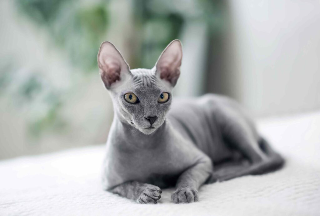 Love Cats, Not Fur? These 8 Hairless Breeds Are for You