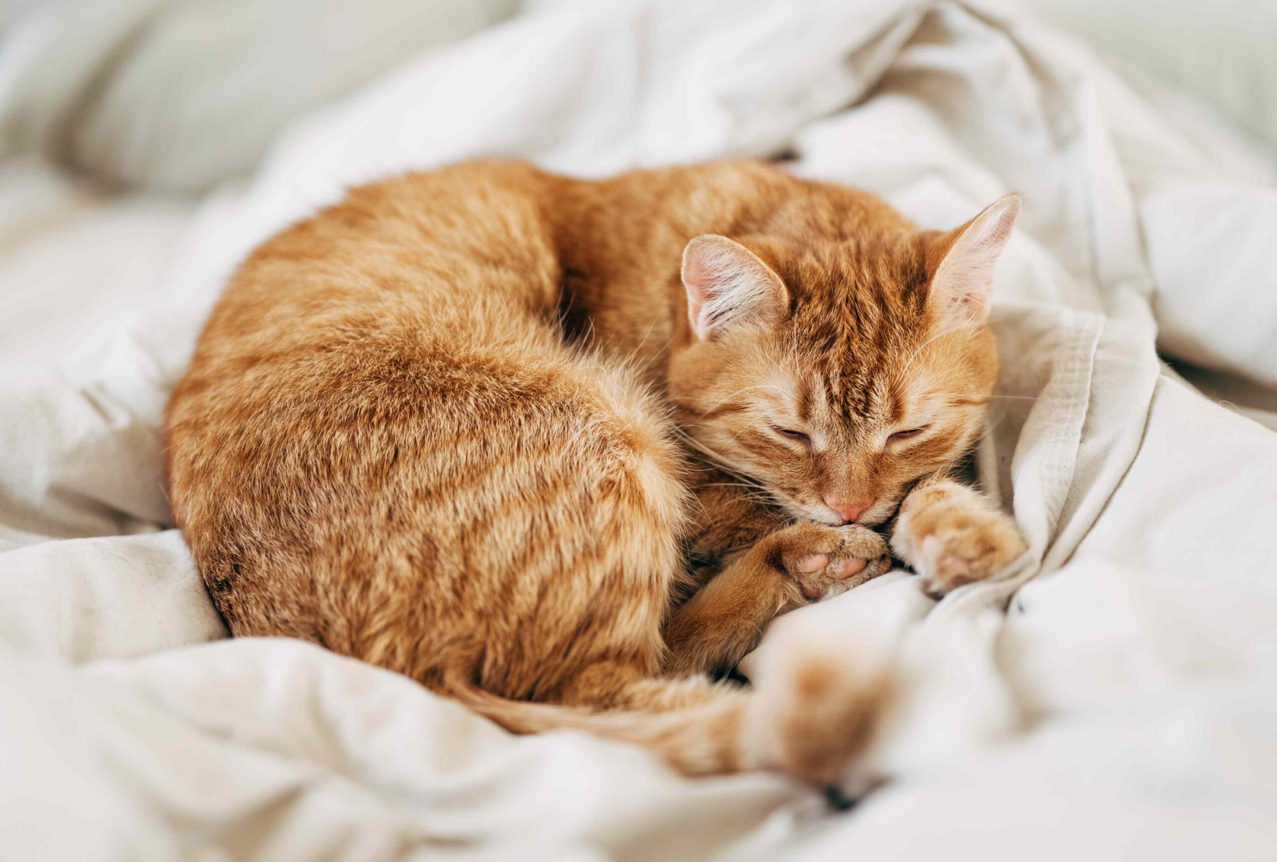 The Overlooked Parasite That Could Put Your Cat at Risk