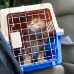 Traveling With Pets This Summer? Try These Road Trip Game-Changers