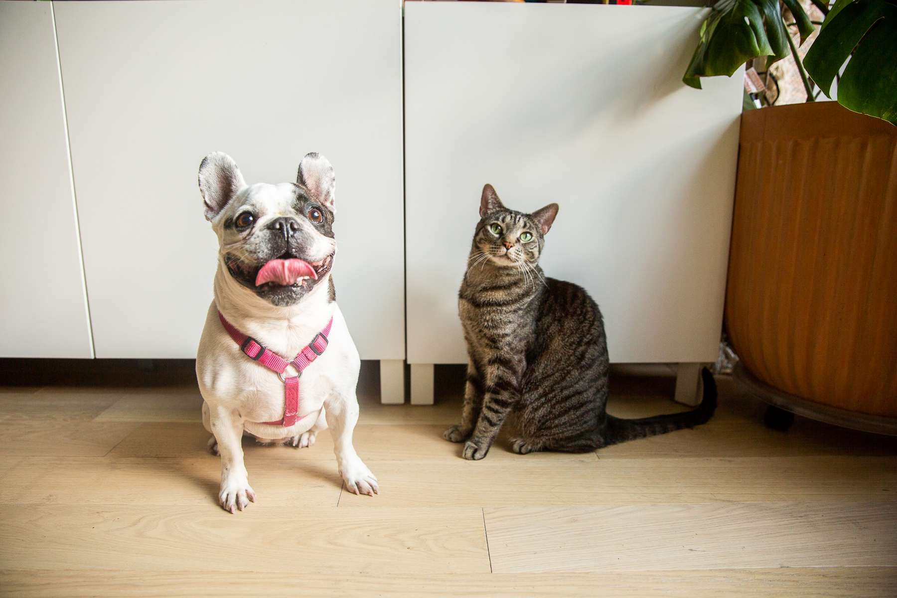 Sorry Dog People, These 11 Cat Wins Are Hard to Argue With